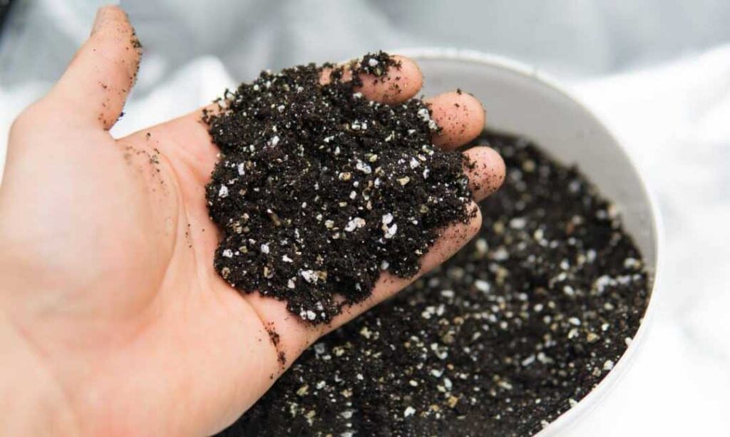 cómo eliminar la mosca del sustrato