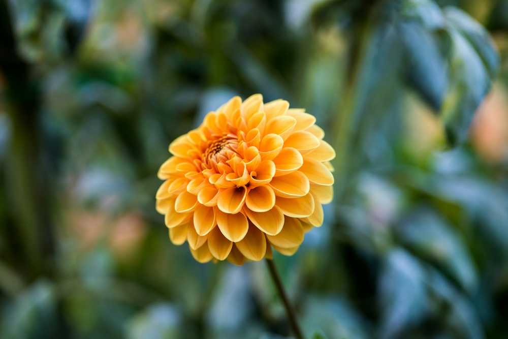 Las flores de invierno de exterior para llenar tu casa de color