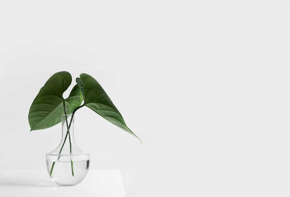cómo evitar el moho en el sustrato de las plantas