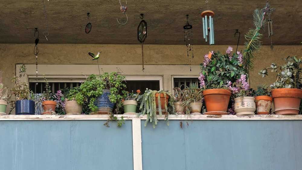 mejores plantas para balcones al sol
