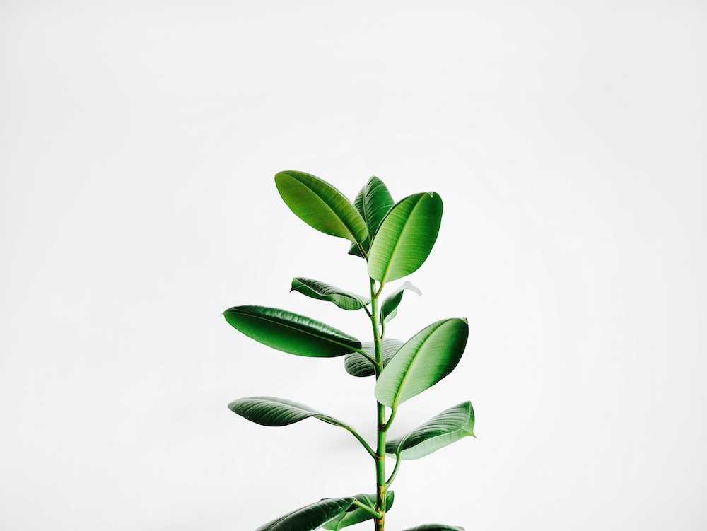 cómo recuperar una planta ahogada
