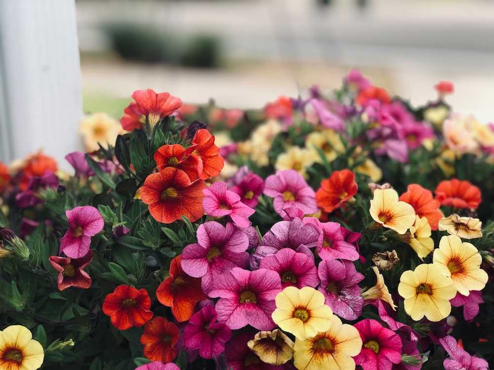 cuidados de las petunias