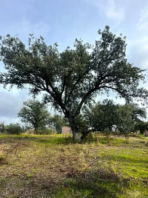 Arboricultura e informes